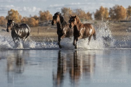 “马騳骉驷”是什么意思？
