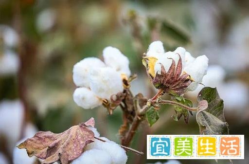 棉花的四种经济作物：亚洲棉、非洲棉、陆地棉和海岛棉