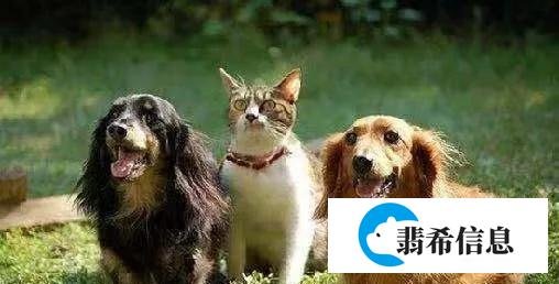 震惊！澳洲男子与母马发生性关系，理由还特别奇葩！| 澳法评