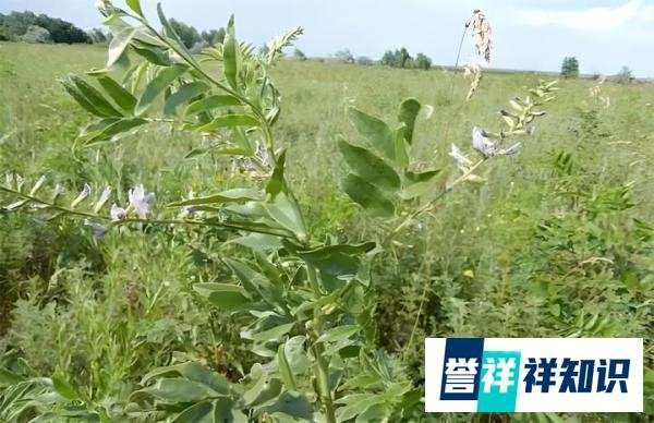 今年价格“暴涨”的中药材，浑身是宝，55一公斤，种植10亩轻松年入30万元！