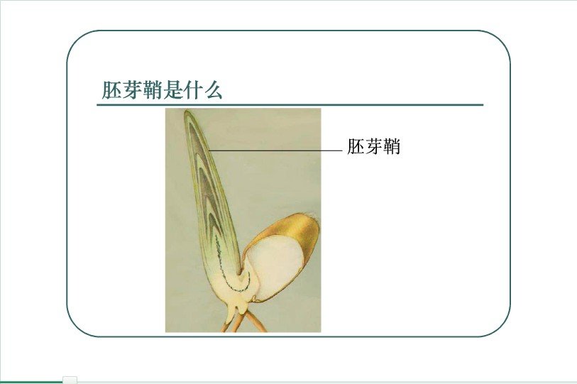胚芽鞘不就是指根尖吗 为什么还有叫做胚芽鞘的尖端