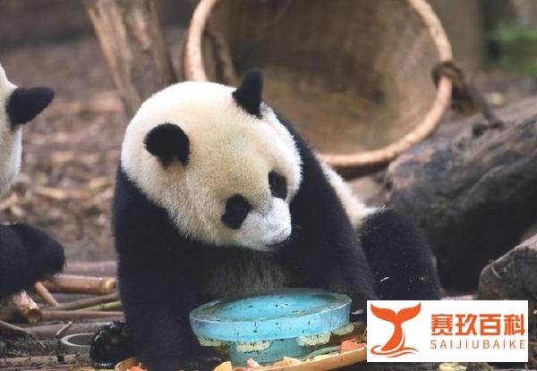 还不到两岁!大熊猫宝新去世,官方:死因正在调查中