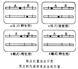 顺反测验的顺反位置效应测验