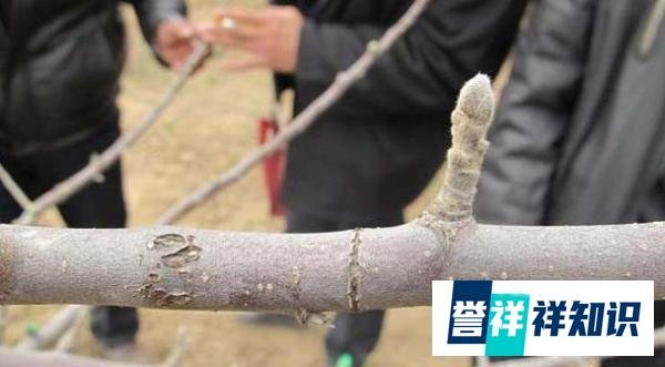 “早春苹果挨一刀”的作用是啥？“挨刀”时间如何把控？如何操作