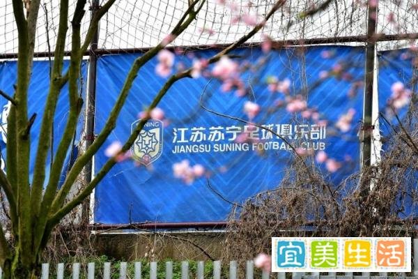 又一苏宁国脚沦落中甲！曾是高洪波爱将，但最近被严重低估！