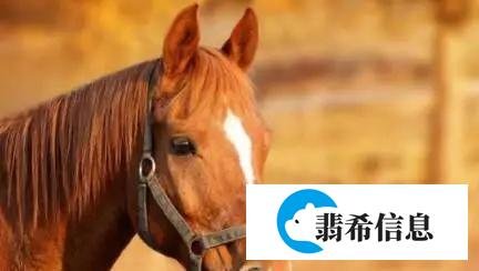震惊！澳洲男子与母马发生性关系，理由还特别奇葩！| 澳法评