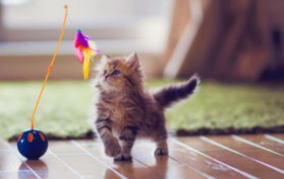 孙怡家的小鸡被夜猫给叼走了,家养宠物丢失是一种什么体验?