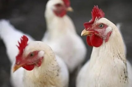 中国十大蛋鸡排行榜