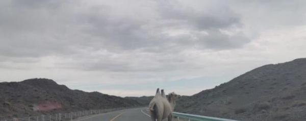 于月仙车祸事件中，被撞的骆驼主人发声，两峰骆驼均已坏了崽子