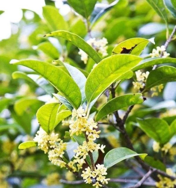 桂花太香了怎么改夸张句