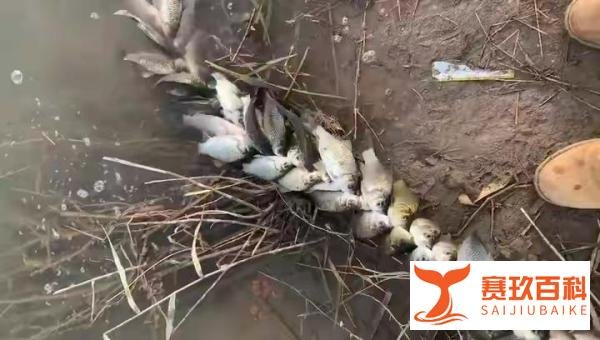 钓个鱼会损阴德减寿命,河北虐鱼钓友上热搜,素质碎了一地