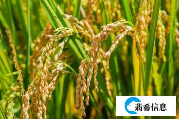 大暑将至，大暑这天下雨有什么预兆？看看老祖宗留下的谚语