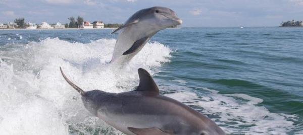 违反常识？六旬老人被海豚撞成骨折并被啃伤，因为他是日本人？