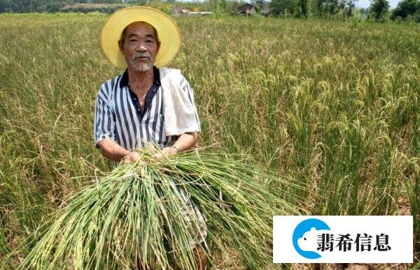 大暑将至，大暑这天下雨有什么预兆？看看老祖宗留下的谚语