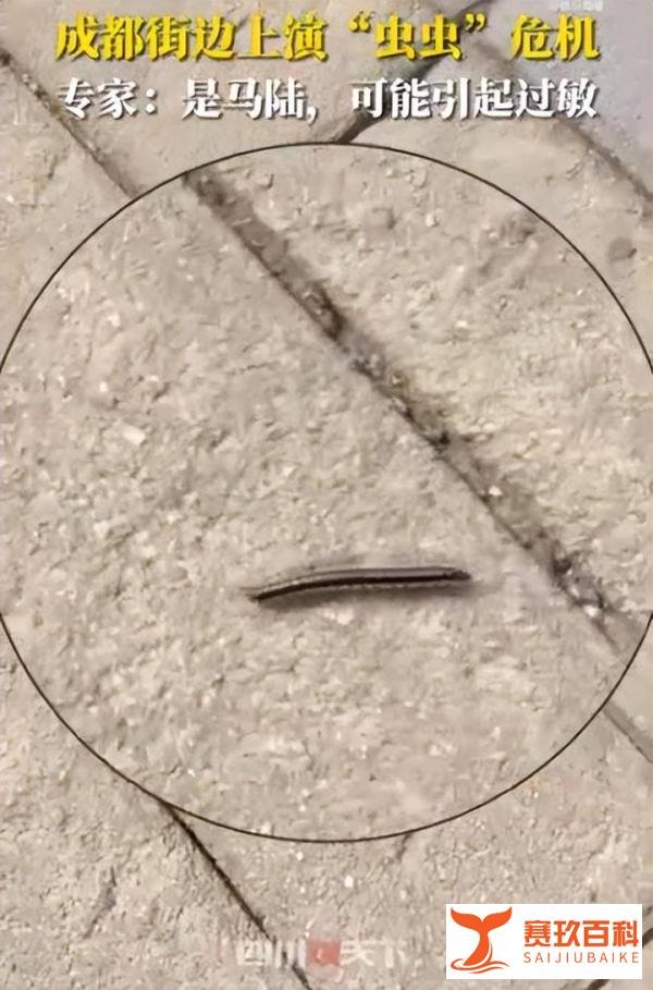 成都升温千足虫满街爬，它们是想干什么？人类如何应对它们？