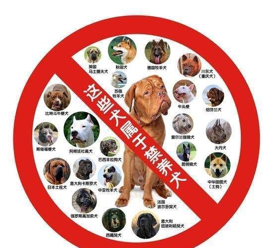 中华田园犬能办狗证了！深圳修改禁养犬，土狗终于不被歧视