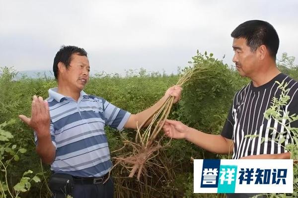 今年价格“暴涨”的中药材，浑身是宝，55一公斤，种植10亩轻松年入30万元！