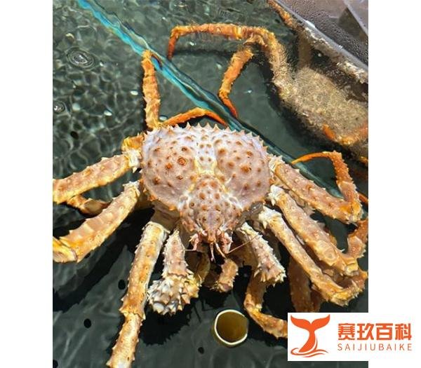 深圳买棕帝王蟹为什么便宜，多少钱？和红帝王蟹有什么区别？
