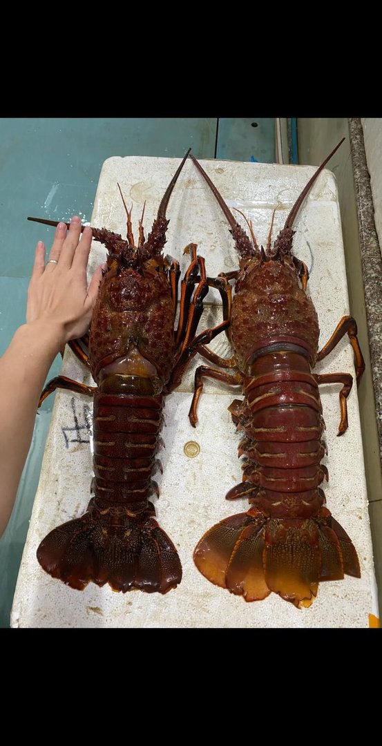 饭店大龙虾多少钱一只？