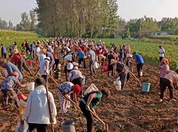 河南再次发生哄抢药材？官方回应“误以为”，知情人透露更多细节