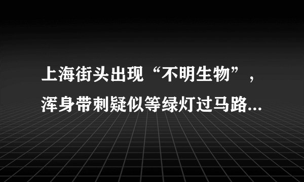 上海街头出现“不明生物”，浑身带刺疑似等绿灯过马路，这是种什么动物？