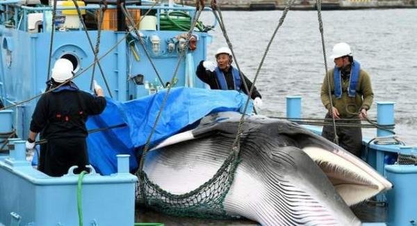 一意孤行！长须鲸被日本捕鲸船盯上了，现有四种鲸鱼会被日本迫害