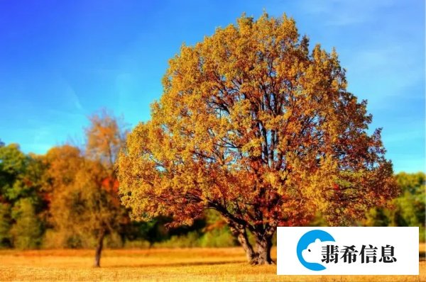 “朋友圈”才不是“friend circle”！正确的表达是........