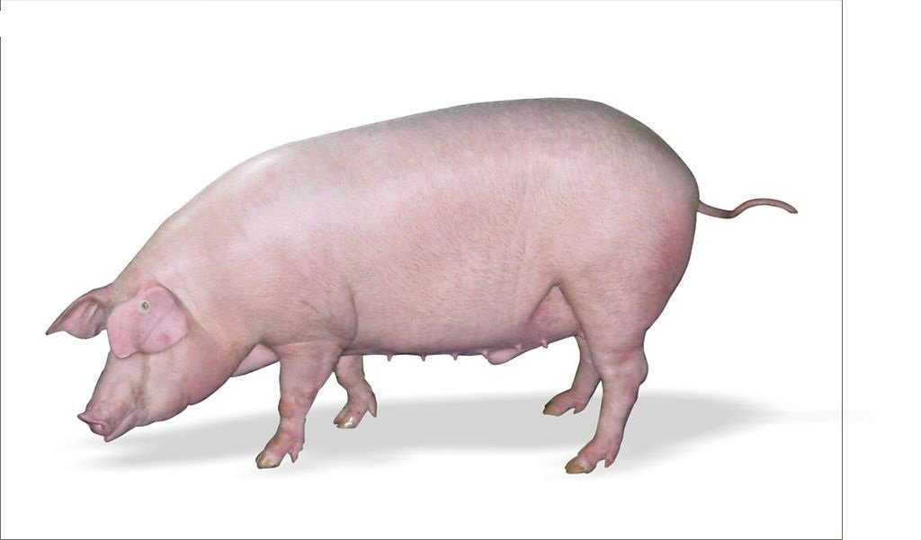 都是猪hog 和pig的区别