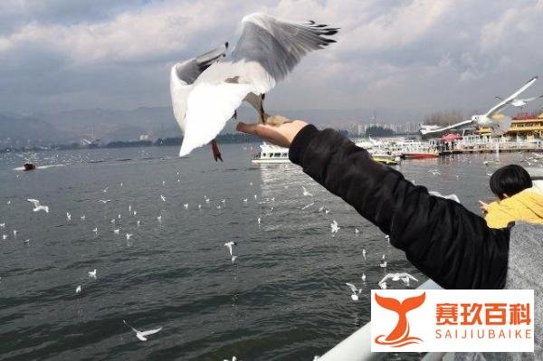 昆明婚纱旅拍圣地