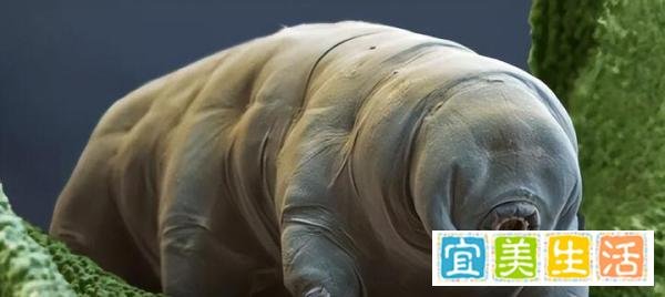 号称地球“最强生物“水熊虫，真的能永生吗？能揭开永生密码吗？