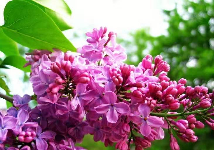 黑龙江省各个市的市花都是什么啊？