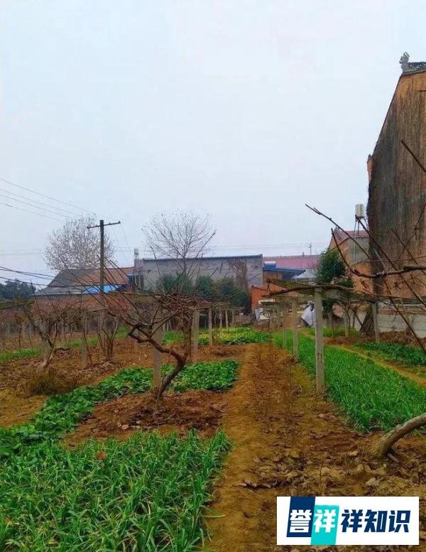 辽宁东港马家岗村发生村民持刀杀人案，至少5户人家受害