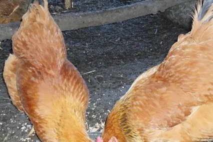 中国十大蛋鸡排行榜