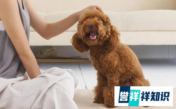就算和泰迪“很熟”，也不要做这些事，它们不喜欢！