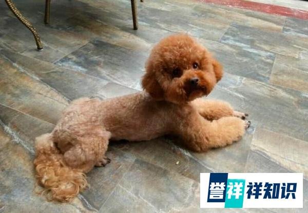 就算和泰迪“很熟”，也不要做这些事，它们不喜欢！