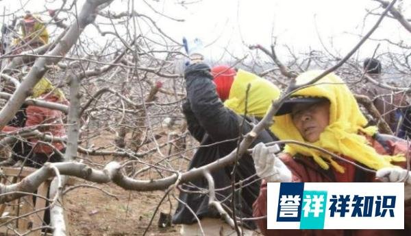 “早春苹果挨一刀”的作用是啥？“挨刀”时间如何把控？如何操作