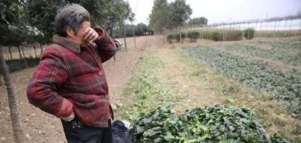 河南万吨蔬菜滞销，山东农民忍痛毁菜，谁来为其担责？