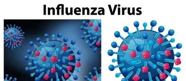 我国发现新型重组猪流感病毒：4种病毒性感冒，可没你想象中简单?