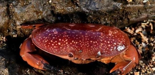 蓝环章鱼后又现毒螃蟹：海南一市场售卖正直爱洁蟹，据说已卖多年