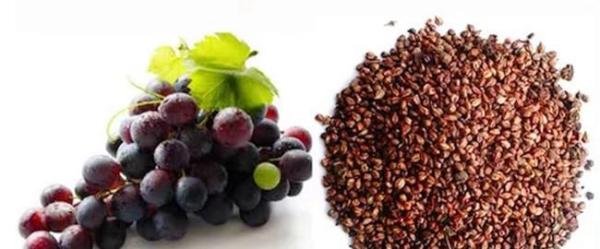 葡萄籽提取物 Grape Seed Extract