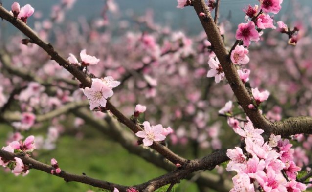 blooming和blossoming区别？