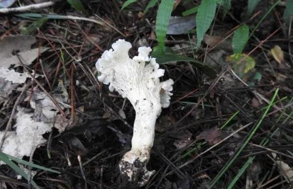 中国发现新物种 专家建议别吃