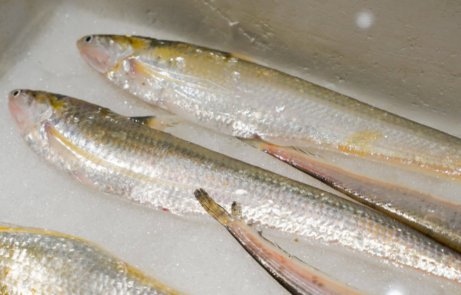 长江刀鱼和凤尾鱼的区别