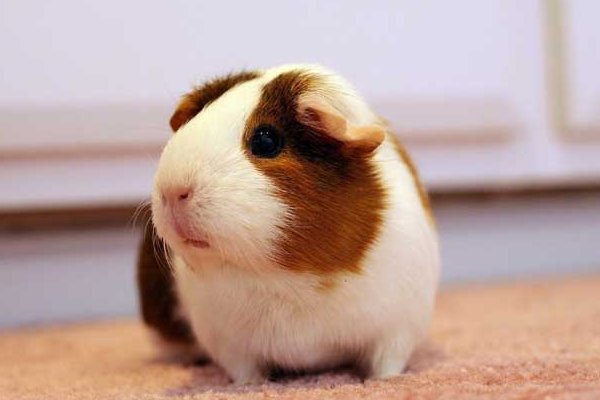 guinea pig怎么读