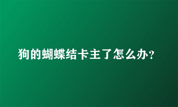 狗的蝴蝶结卡主了怎么办？