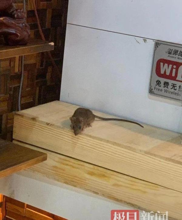 饭店现老鼠蹿跳 老板:天冷猫不在 这是咋情况？