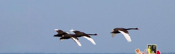 “黑天鹅”事件背后的逻辑！