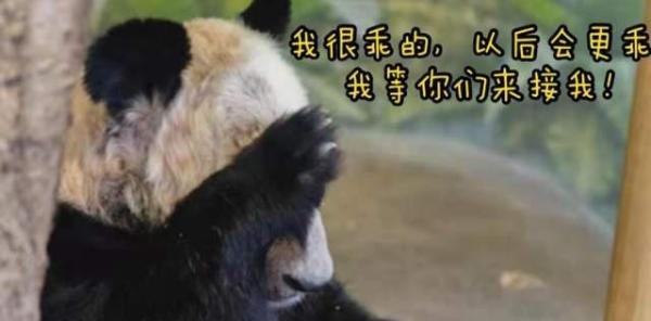 中动协回应：已派专家在美协助照料“丫丫”！我们的关注不能停止