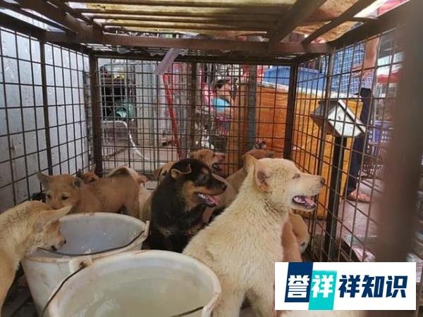 6月21日广西玉林狗肉节如期举行？国际动保组织救出10只小狗