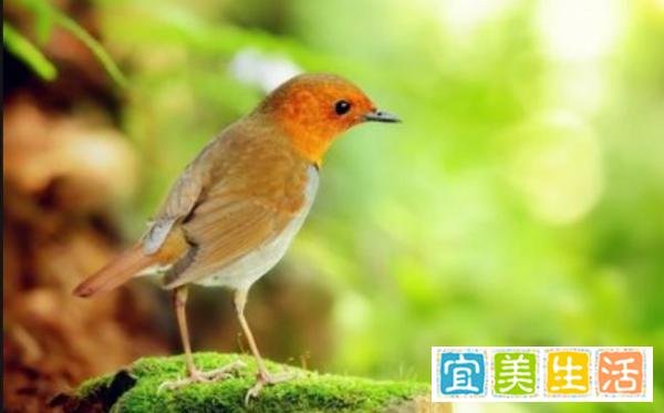 故事阅读《快乐午餐》儿童故事绘本分享